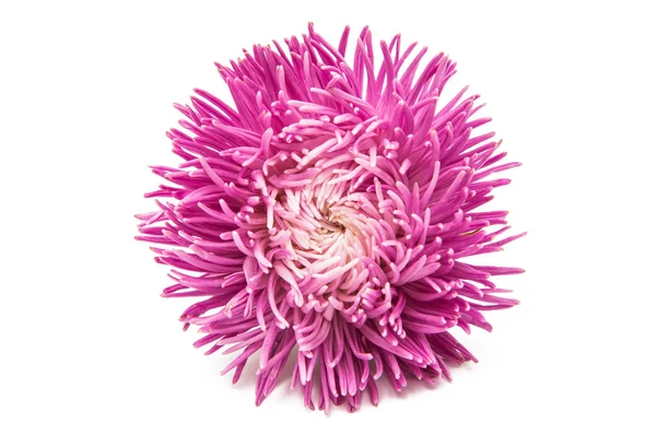 Aster blühen Blumen — Stockfoto