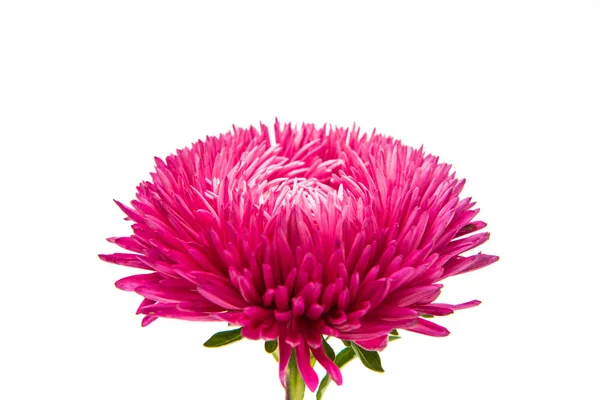 Aster blommor — Stockfoto