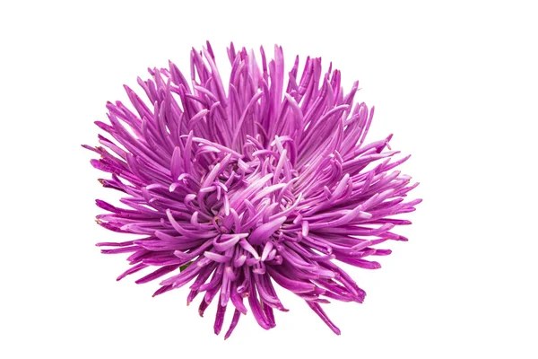 Aster blommor — Stockfoto