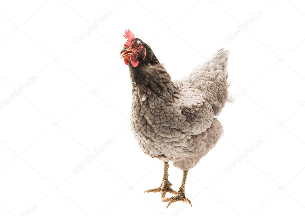 chicken isolated 