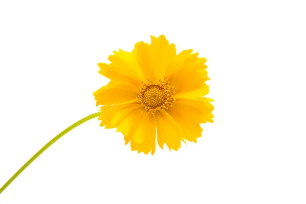 Yellow flowers isolated — Stock Photo, Image