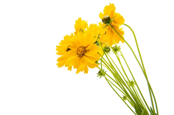 Yellow flowers isolated — Stock Photo, Image