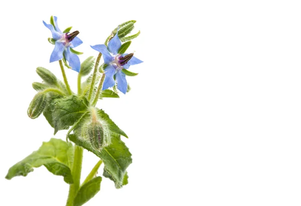 Borretsch blüht vereinzelt — Stockfoto