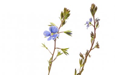 izole mavi küçük çayır çiçekler 