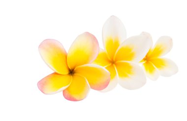 izole frangipani çiçek 
