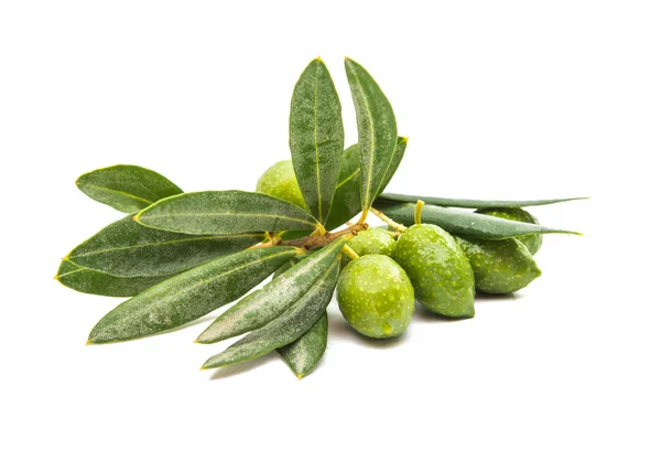 Zweig mit grünen Oliven isoliert — Stockfoto