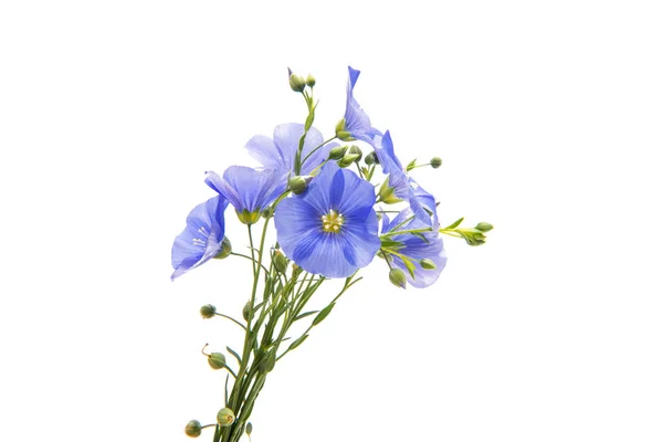 Flores de linho isoladas — Fotografia de Stock