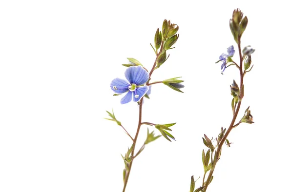 Blau kleine Wiese Blumen isoliert — Stockfoto