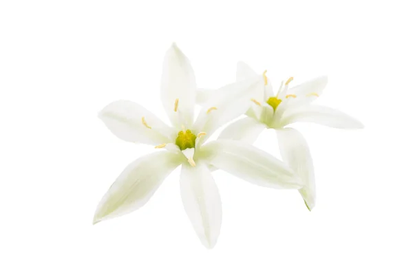 Ephemeroid квіти — стокове фото