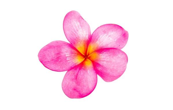 Frangipani flor aislada —  Fotos de Stock