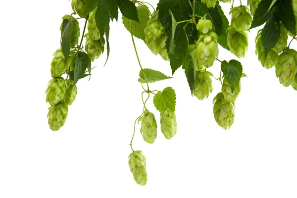 Liana hops with cones isolated — Stock Photo, Image