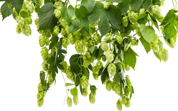 Liana hops with cones isolated — Stock Photo, Image
