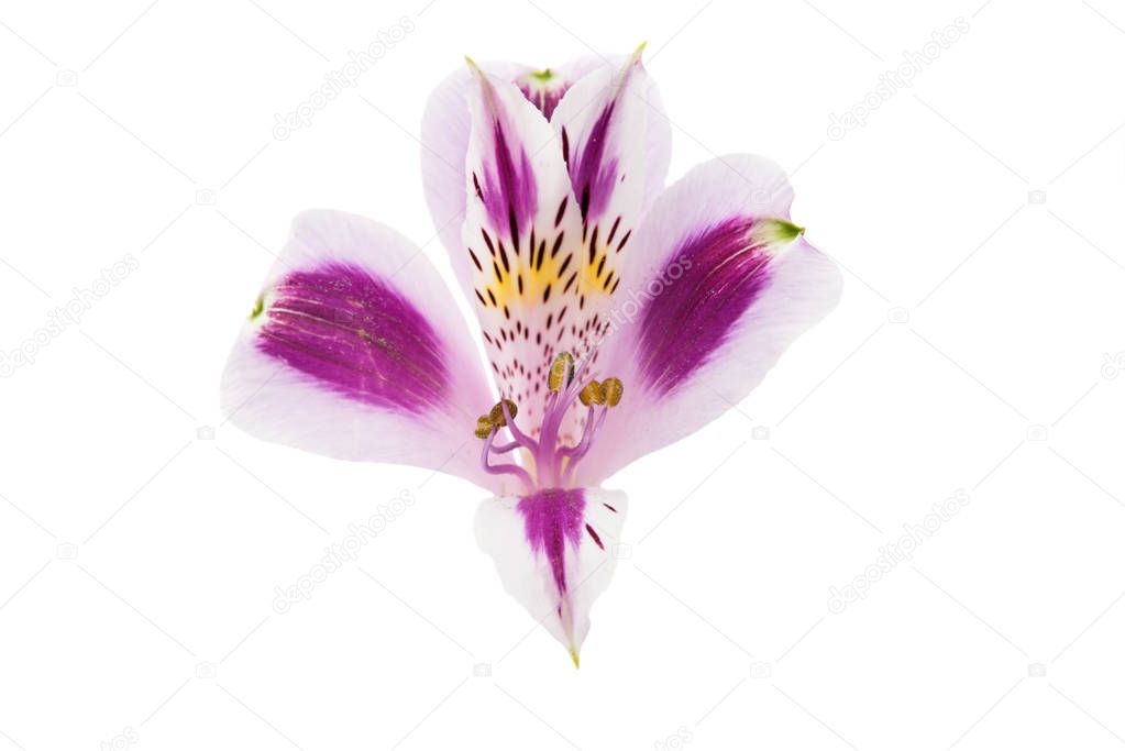 Alstroemeria isolated 