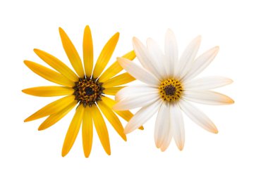 İzole Cape papatyalar 