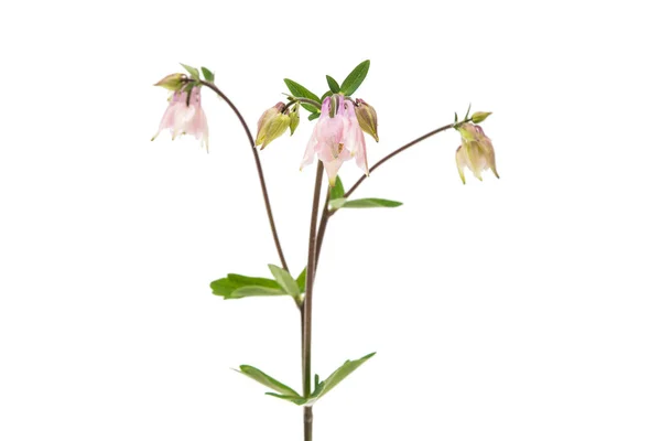 Aquilegia flor isolada — Fotografia de Stock