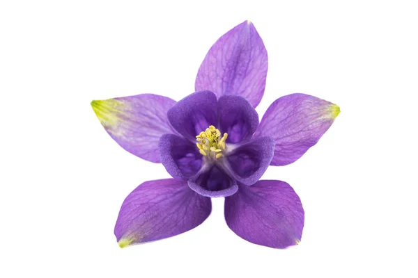 Aquilegia flor isolada — Fotografia de Stock