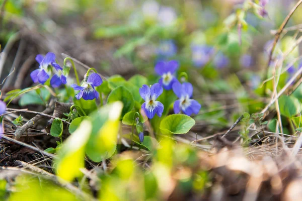 Meadow violets growing i — Stock Photo, Image