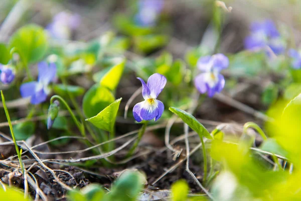 Ängen violer växer jag — Stockfoto