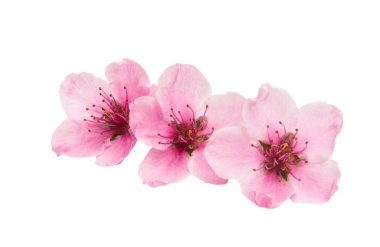 İzole Sakura çiçekler