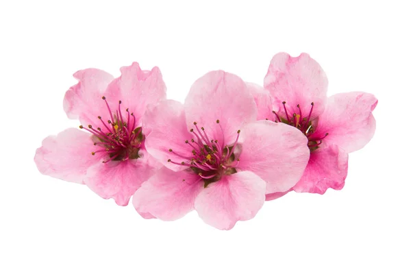 Sakura flowers isolated — Stock Photo, Image