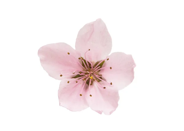 Sakura blommor isolerade — Stockfoto