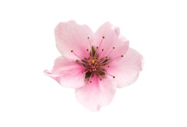 İzole Sakura çiçekler