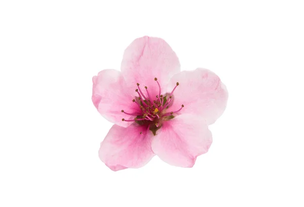 Sakura blommor isolerade — Stockfoto