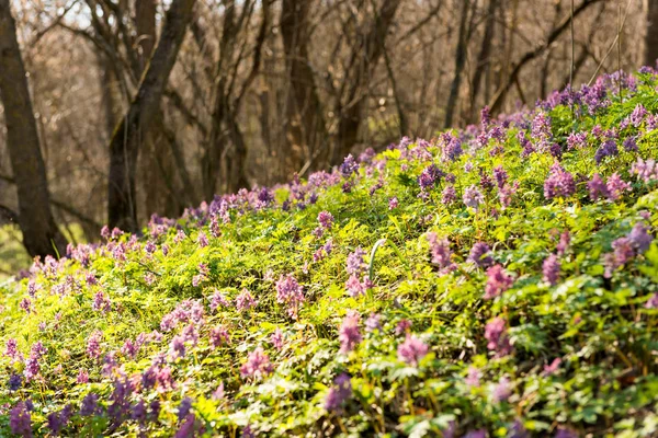Wiosnę krajobraz kwiaty las. — Zdjęcie stockowe