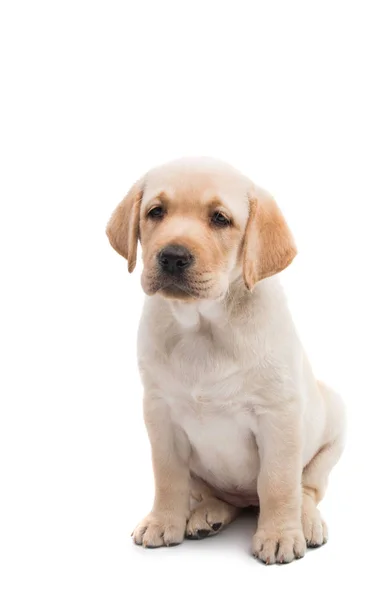 Valp labrador isolerade — Stockfoto