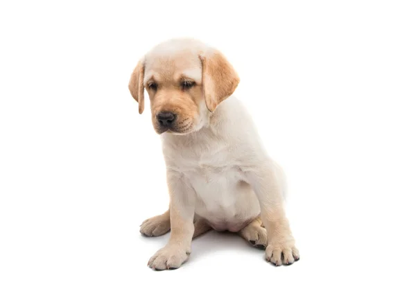 Pup labrador geïsoleerd — Stockfoto