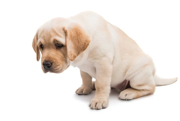 Pup labrador geïsoleerd — Stockfoto