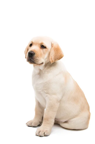 Pup labrador geïsoleerd — Stockfoto