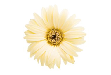 bej renkli gerbera izole 