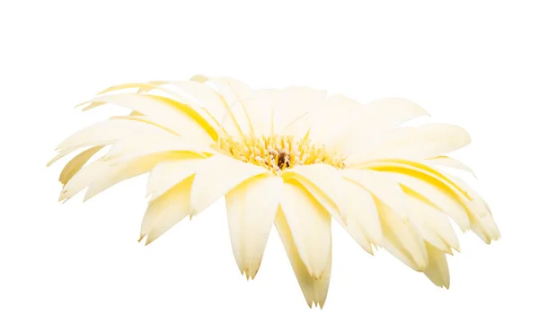 Gerbera beżowa na białym tle — Zdjęcie stockowe