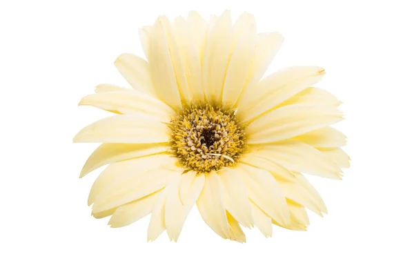 Beige gerbera isolated — Stock Photo, Image