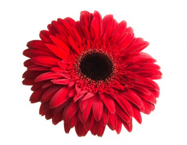 izole kırmızı gerbera 