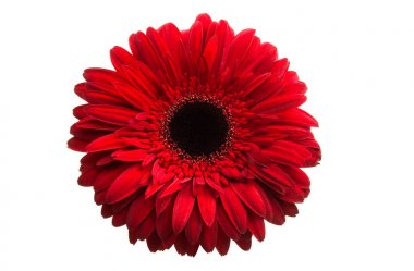 izole kırmızı gerbera 