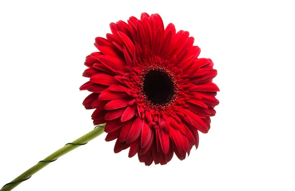 Gerbera rossa isolata — Foto Stock