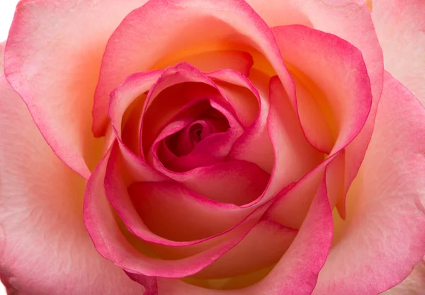 Rosa Rose isoliert — Stockfoto