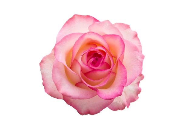 Pink rose isolated — Stock Photo, Image