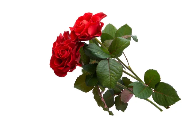 붉은 장미가 분리 됨 — 스톡 사진