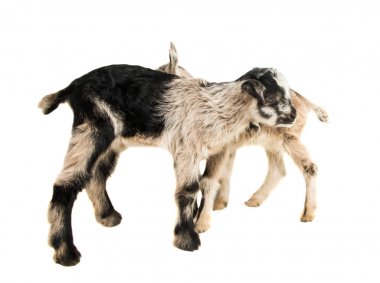 küçük goatling 