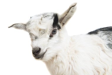 küçük goatling 