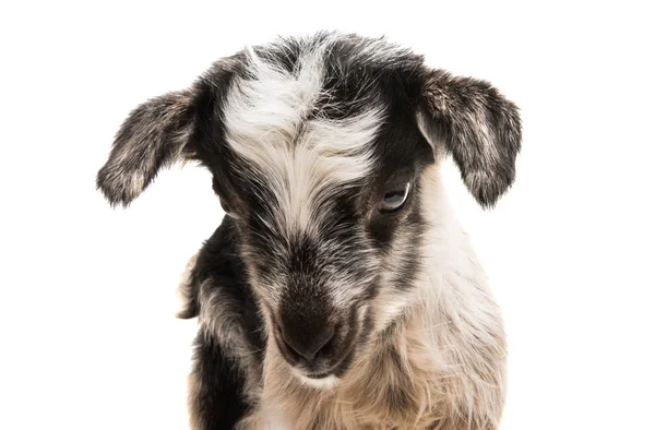 Lilla goatling — Stockfoto