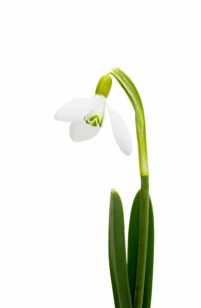 Snowdrop close-up isolado — Fotografia de Stock