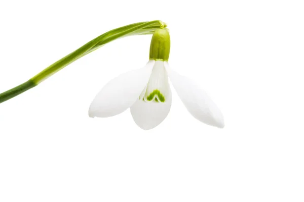 Snowdrop close-up isolated — Stock Photo, Image