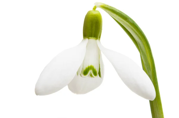 Snowdrop close-up isolated — Stock Photo, Image