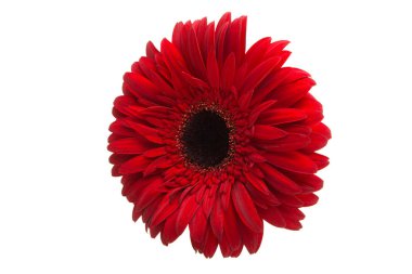 izole kırmızı gerbera çiçek 