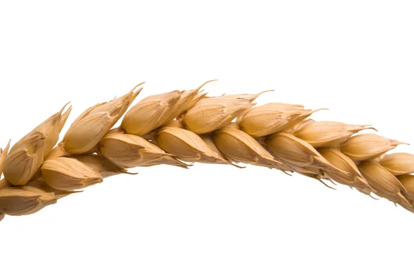 Wheat spike isolated — Stock Photo, Image