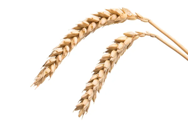 小麦穗被隔离 — 图库照片